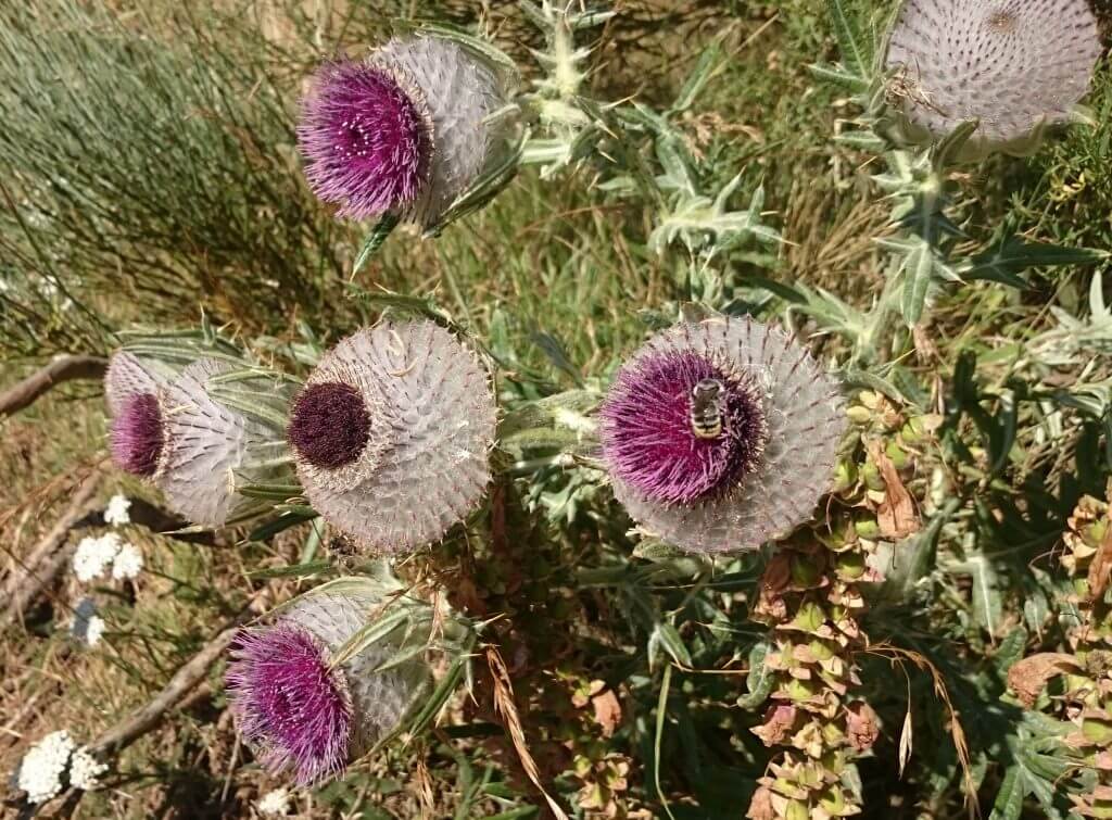 Cardo lanudo Cirsium eriophorum