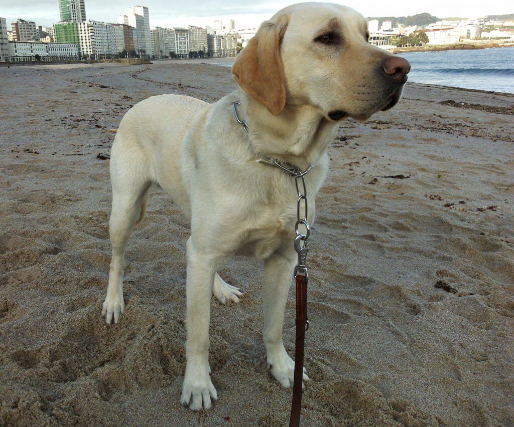 Kinton en Riazor