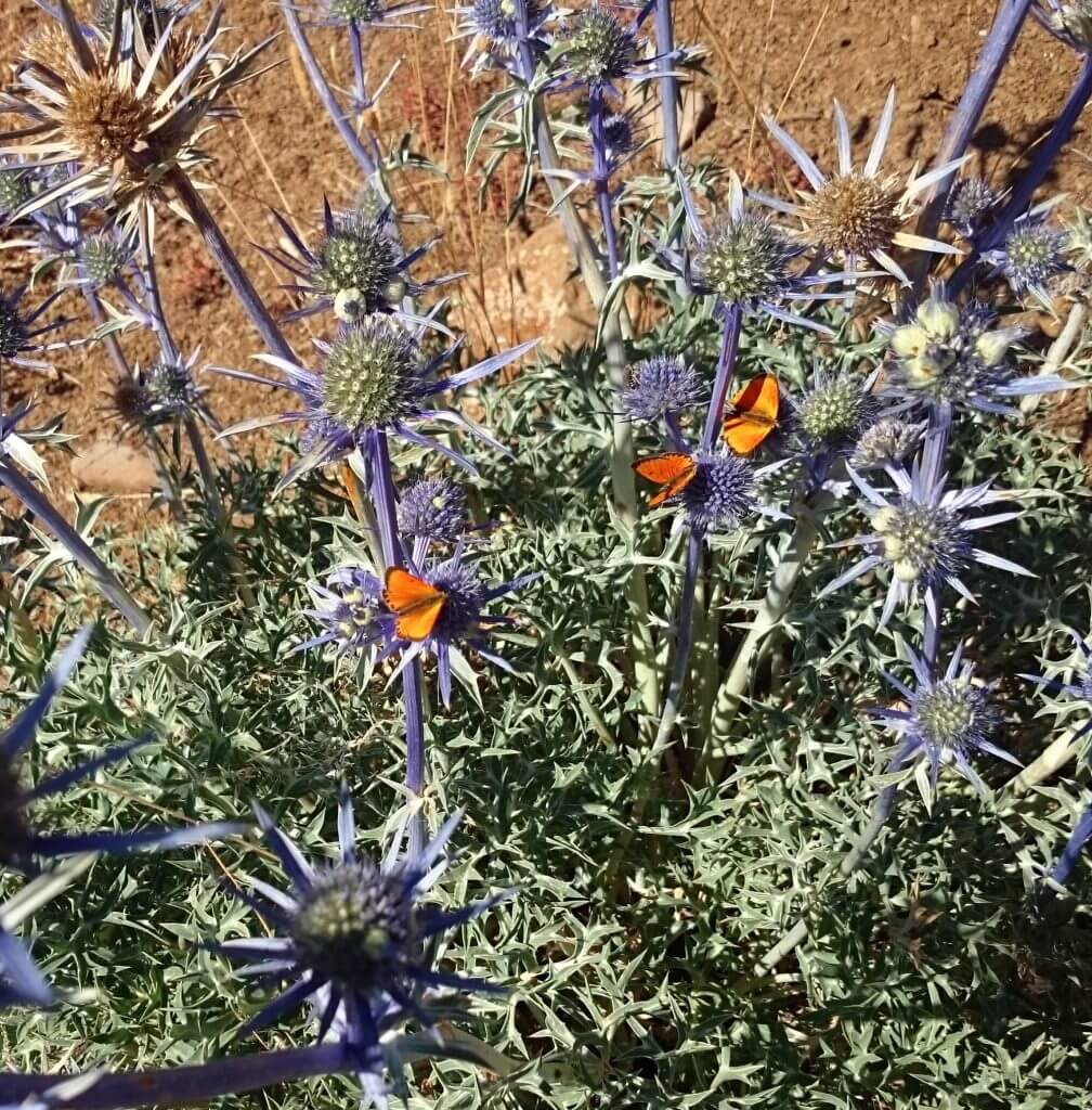 Cardo azulado Eryngium bourgatii