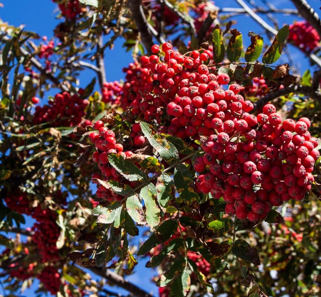 Frutos rojos del Serval de los cazadores