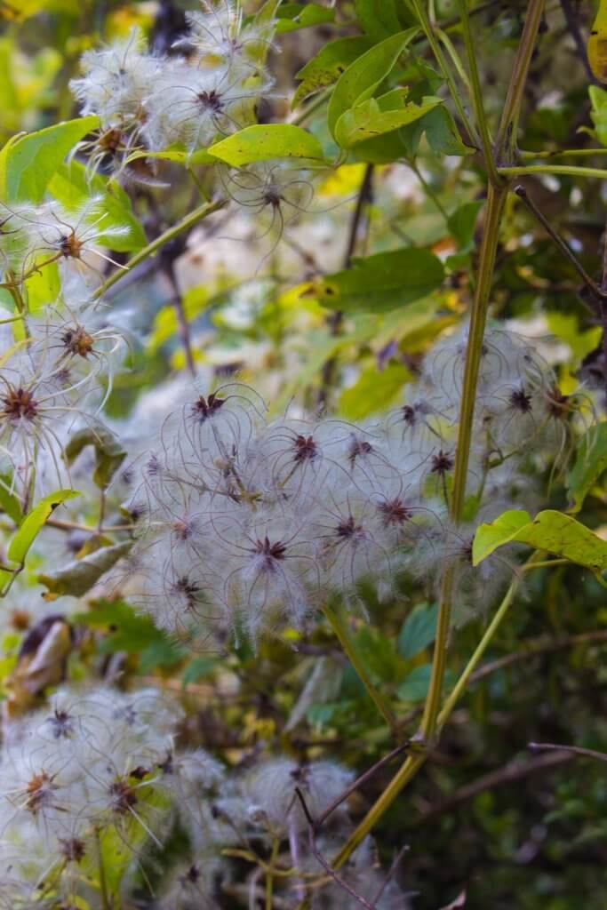 Algodon o plumas