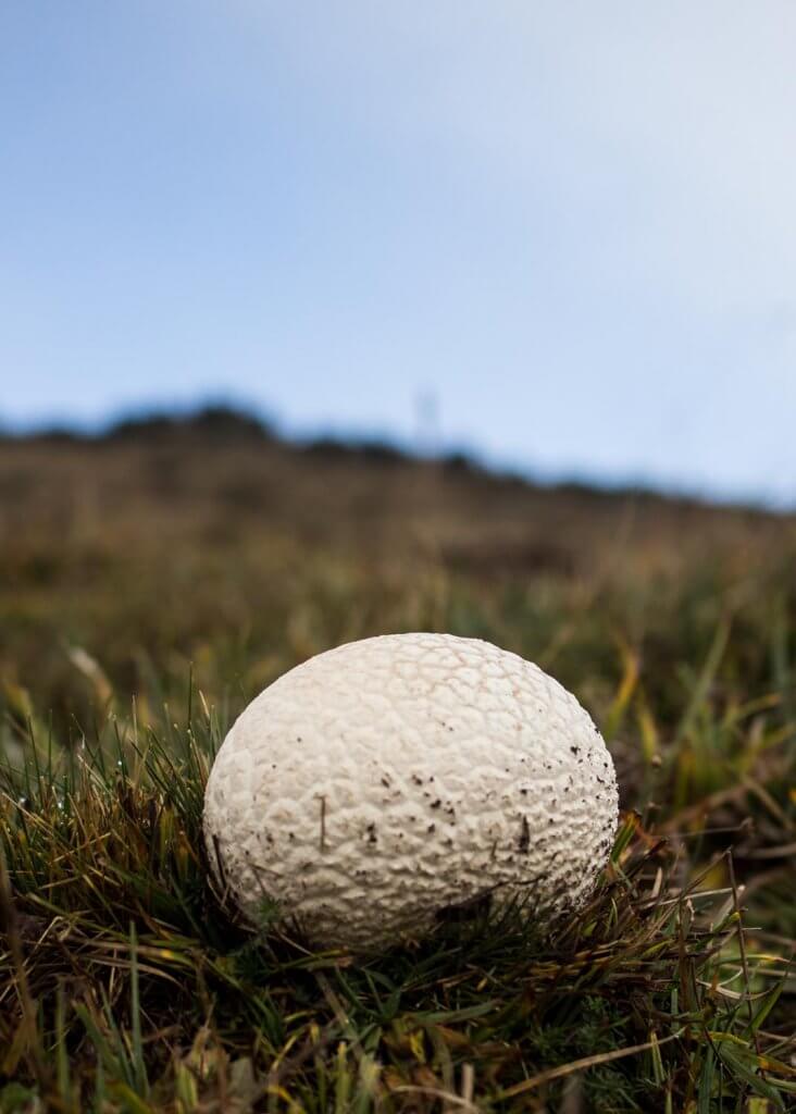 Hongo Calvatia utriformis