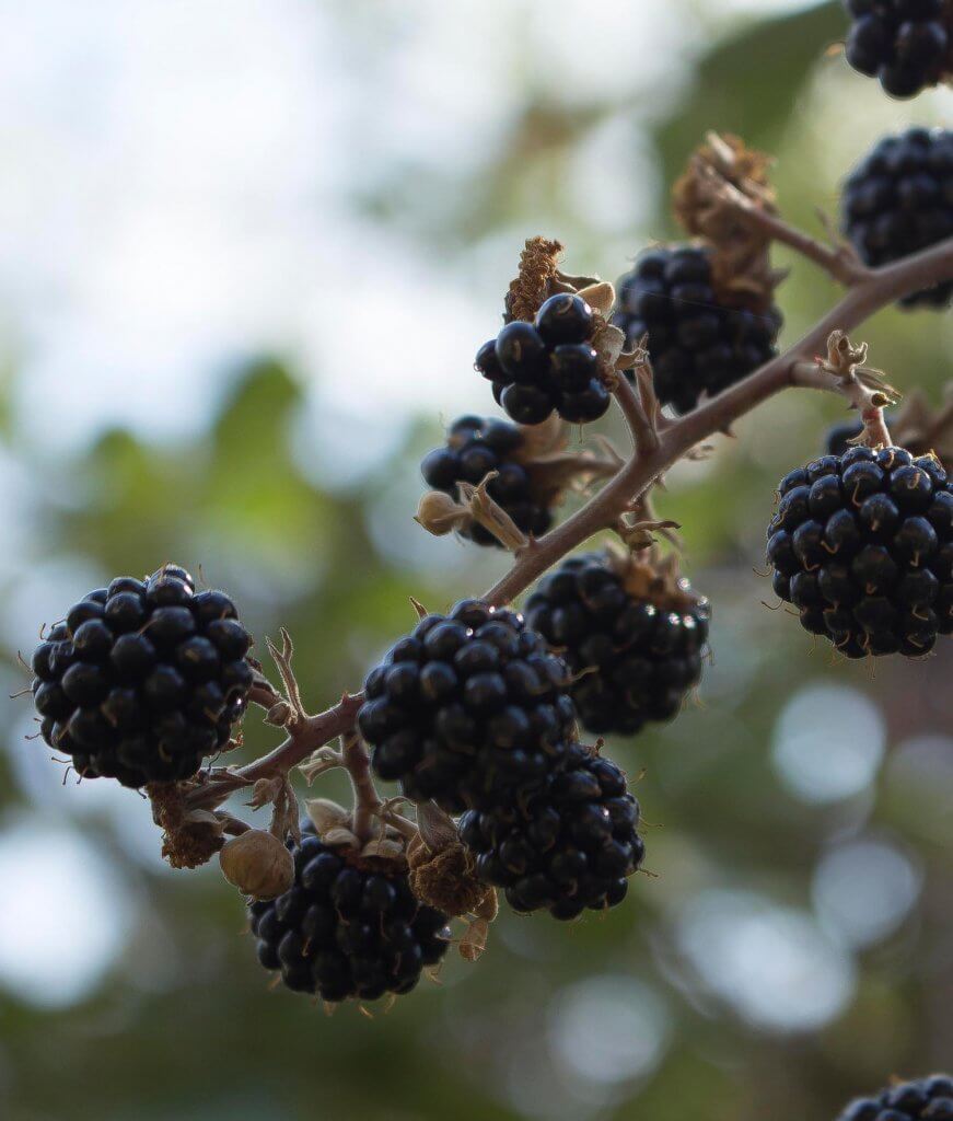 Moras