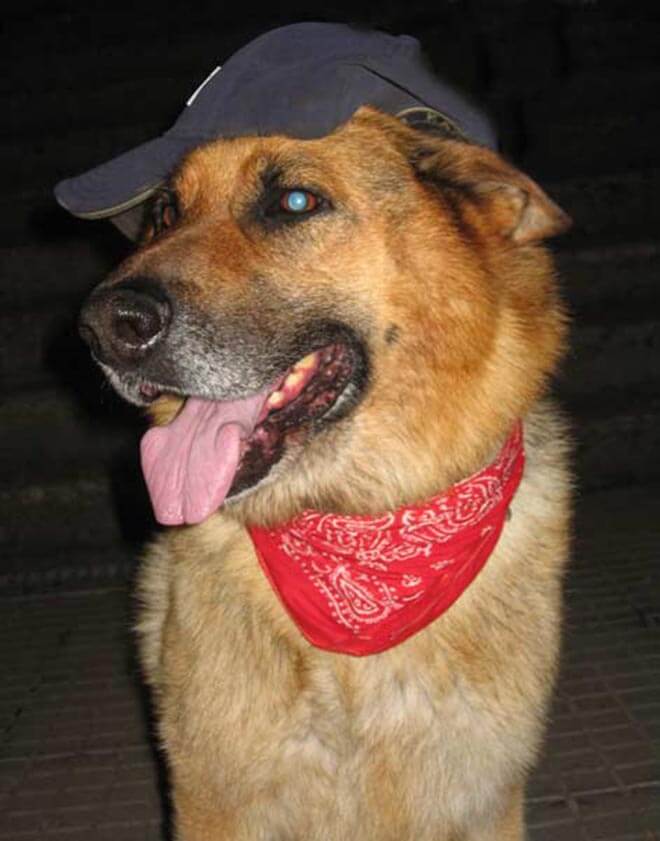 Hacho vacilando al resto de perros del parque de los puentes en A Coruña