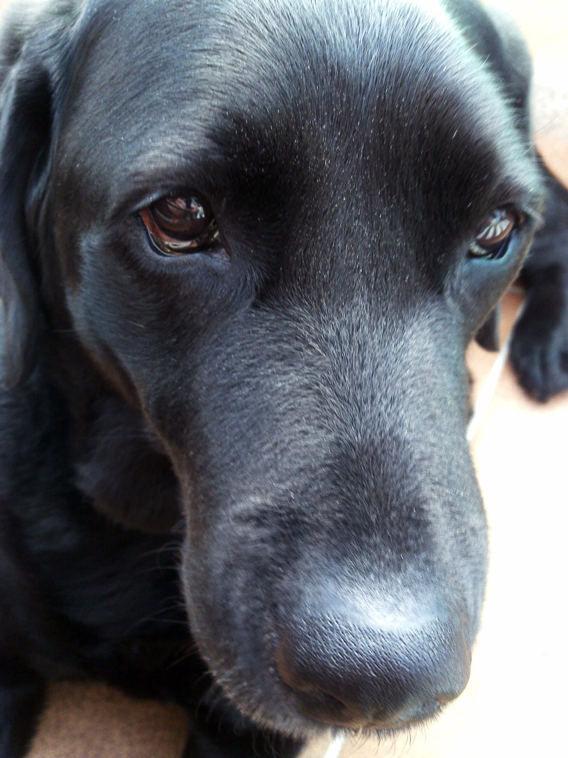 Catia mirada de Labrador