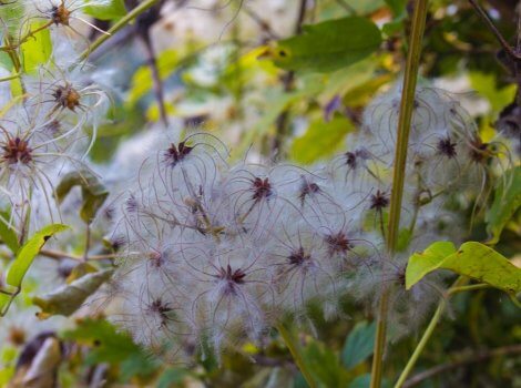 Algodon o plumas