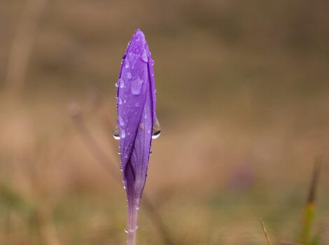 Solitario Crocus nudiflorus cubierto de escarcha