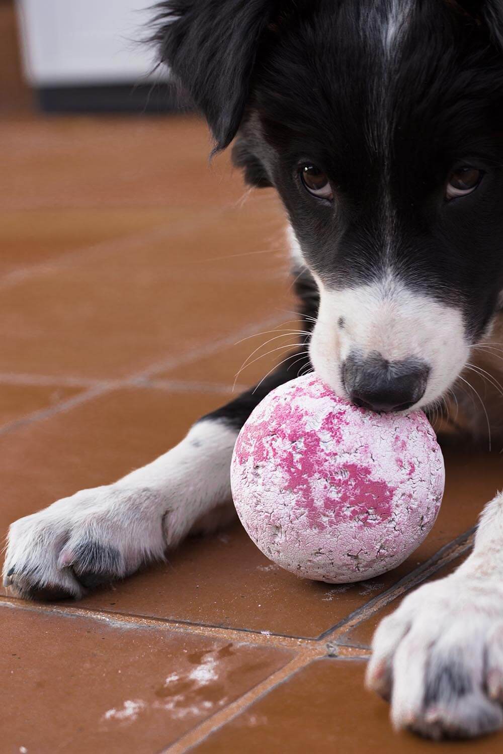 Nagai jugando con pelota