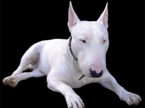 Bruce "el tronco" un Bull terrier blanco con enorme boca y mayor corazón