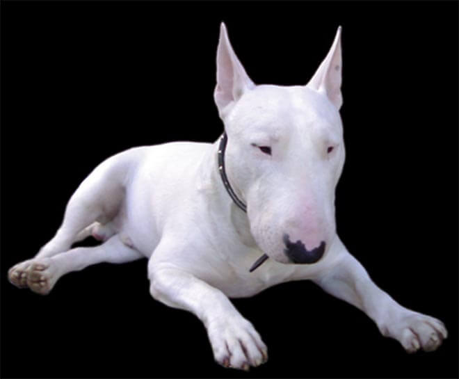 Bruce "el tronco" un Bull terrier blanco con enorme boca y mayor corazón