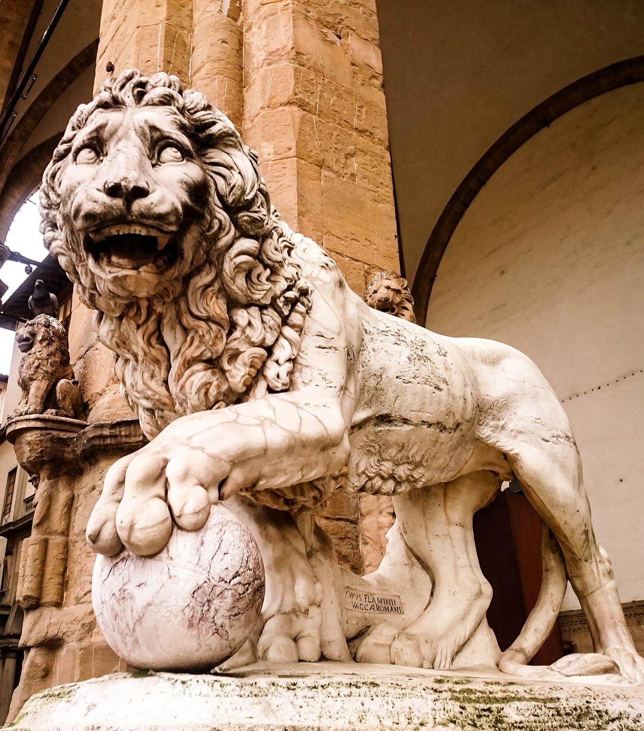 León mirando hacia arriba como pidiendo permiso