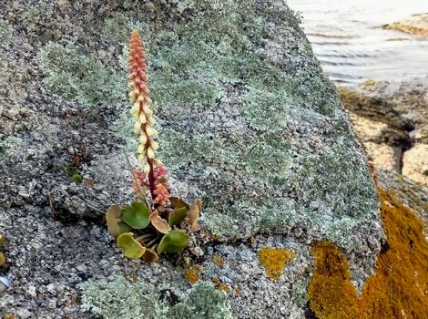 Hasta de las rocas algunas plantas son capaces de alimentarse y vivir
