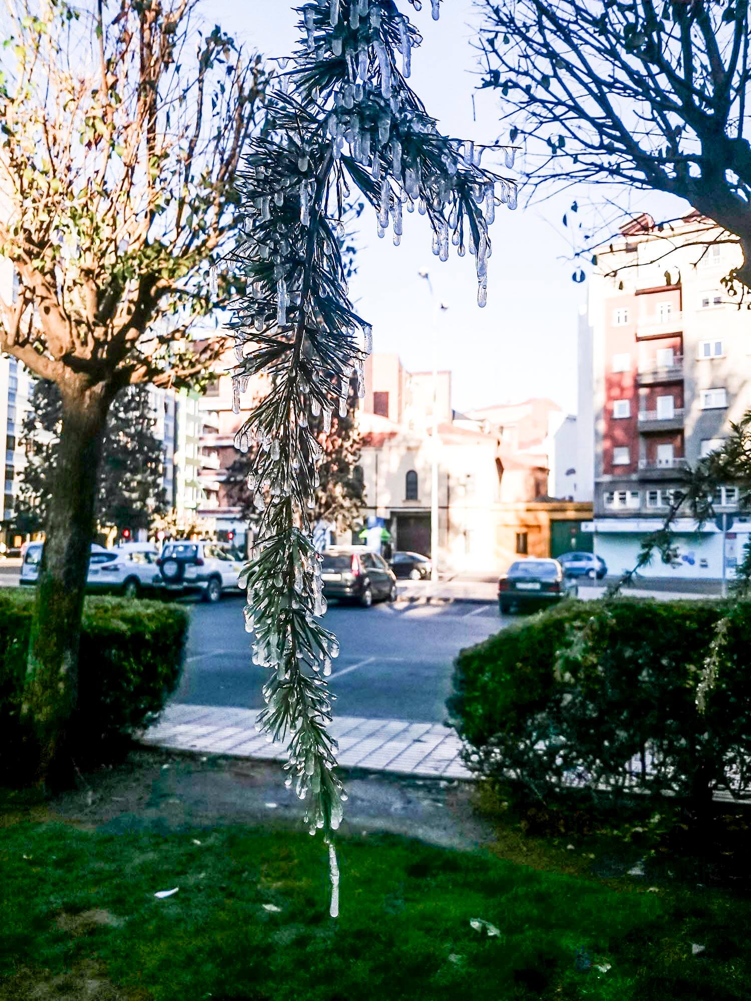 Hielo y hojas