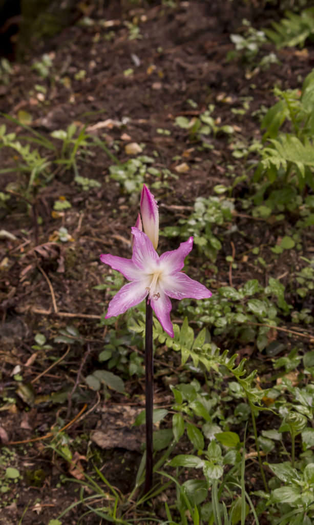 Velloziaceae solitaria