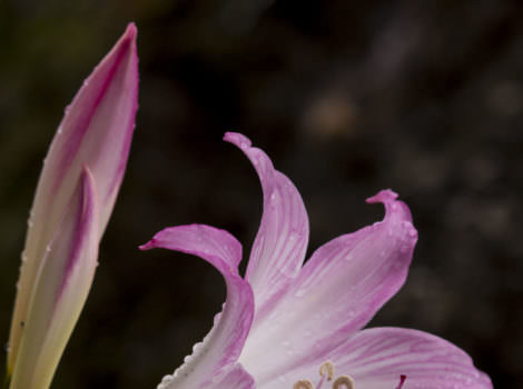 Velloziaceae en un espeso bosque