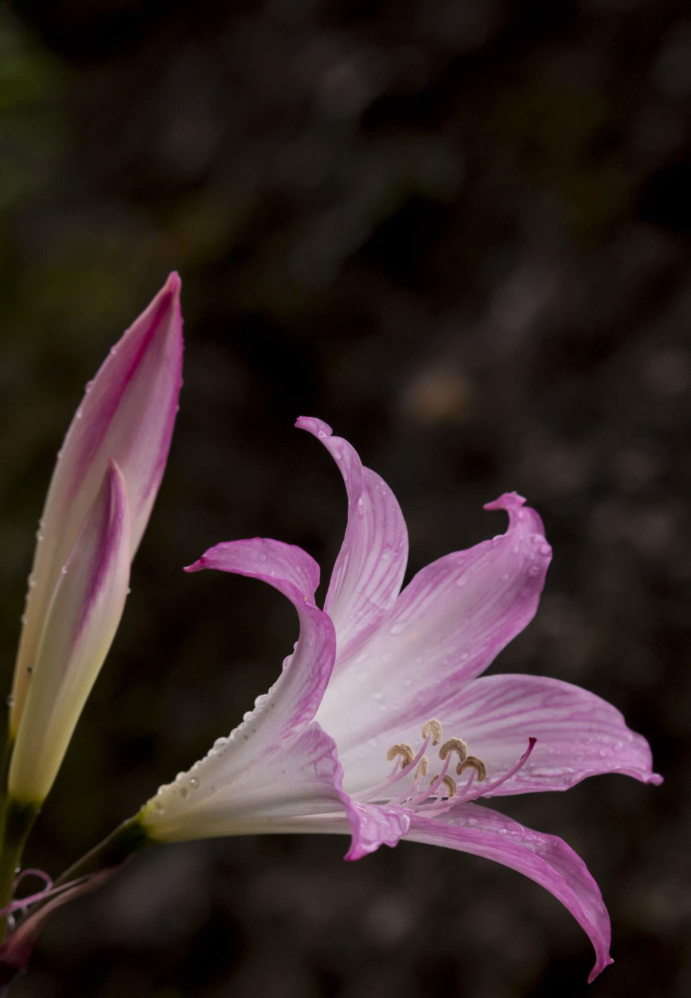 Velloziaceae en un espeso bosque