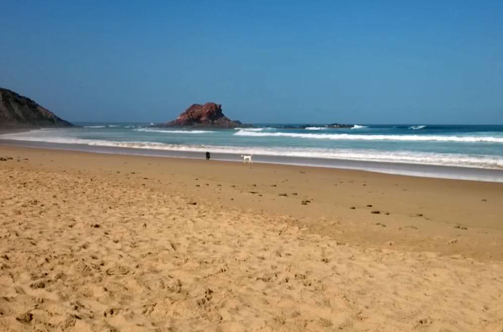 Playa y perros