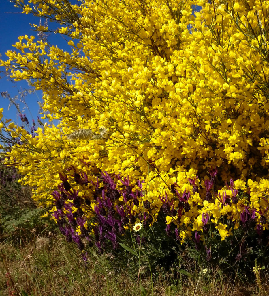 malva y amarillo