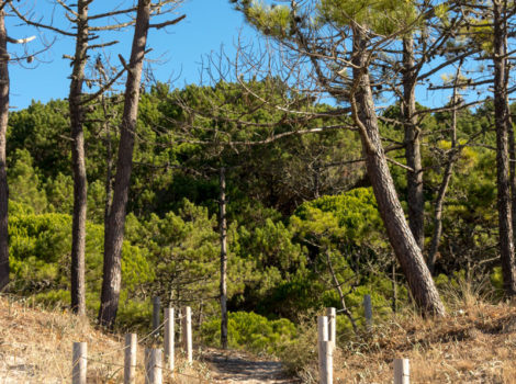 Camino de salida de la Playa de Barra a través de las dunas