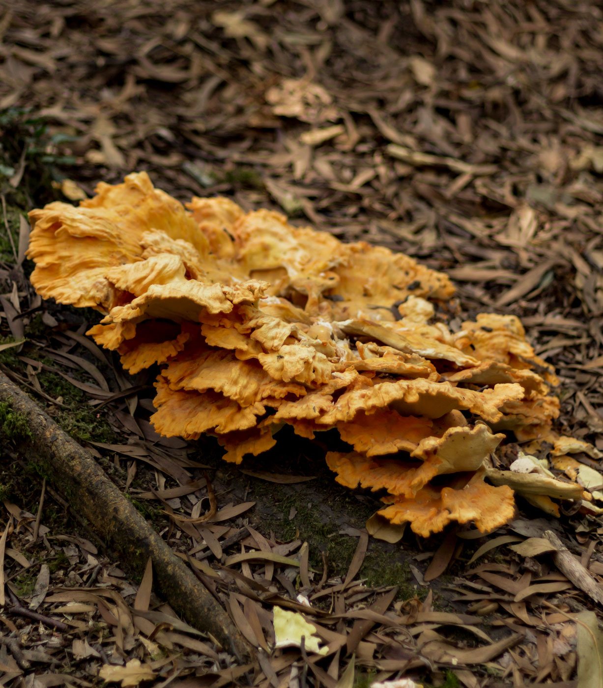 Laetiporus-sulphureus en un soto bosque de eucaliptos