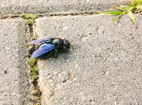 insecto con alas azules y moradas