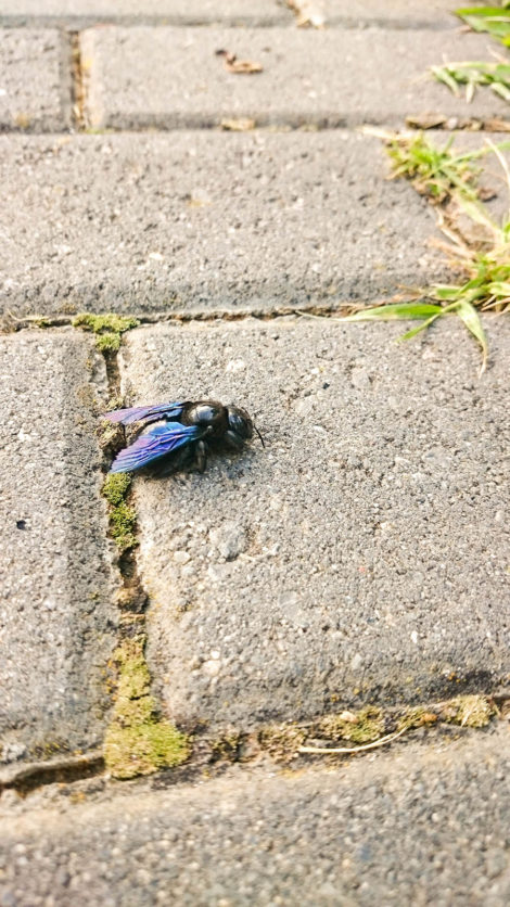 insecto con alas azules y moradas