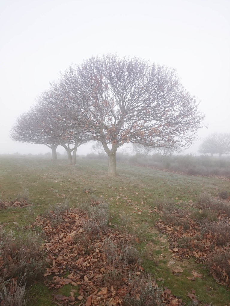 Tres castaños solitarios emergen entre la niebla