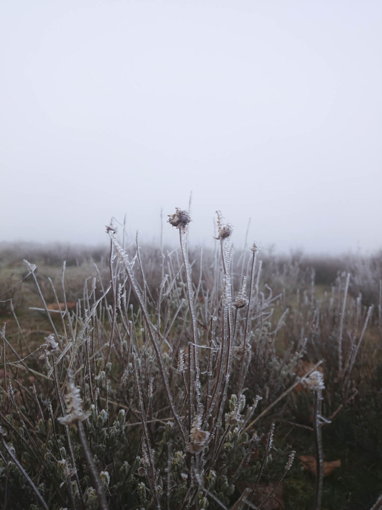 Flores vestidas de hielo entra la niebla