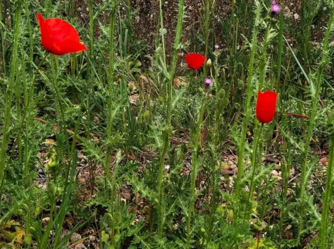 Flora de ribera en el Bernesga