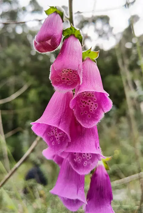 Flora en la península del Morrazo